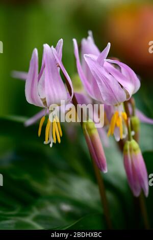 Erythronium revolutum pink Schönheit, rosafarbene Fliesenblumen, Blume, blühender Hund Zahnviolett, Frühling, Blumen, Blume, Blüte, Wald, Garten, Schatten, schattig, s Stockfoto