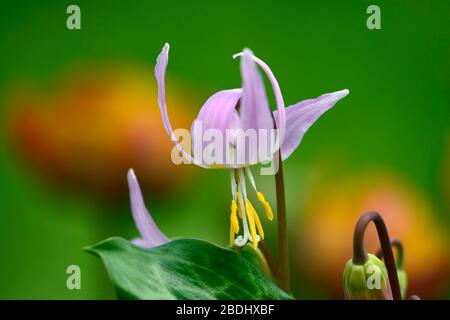 Erythronium revolutum pink Schönheit, rosafarbene Fliesenblumen, Blume, blühender Hund Zahnviolett, Frühling, Blumen, Blume, Blüte, Wald, Garten, Schatten, schattig, s Stockfoto