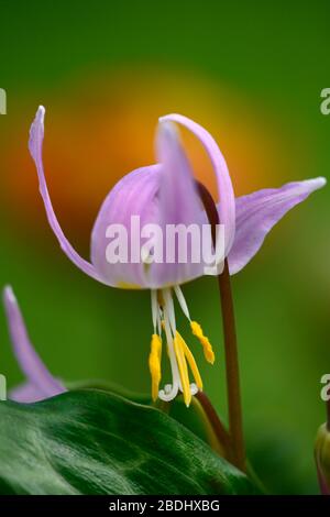 Erythronium revolutum pink Schönheit, rosafarbene Fliesenblumen, Blume, blühender Hund Zahnviolett, Frühling, Blumen, Blume, Blüte, Wald, Garten, Schatten, schattig, s Stockfoto