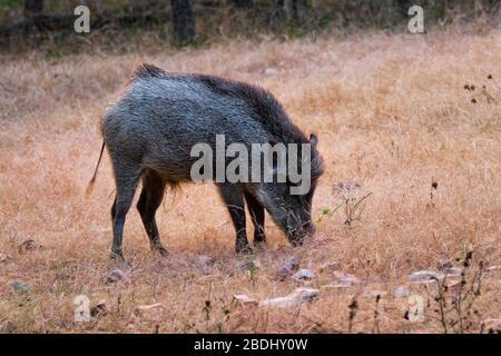 Indische Wildschweine, die im Ranthammore National Park, Rajasthan, Indien, beweidet werden Stockfoto