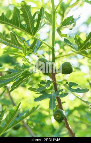 Fig Ast mit unreifen Beeren gegen den Himmel. Zukünftige Ernte Stockfoto