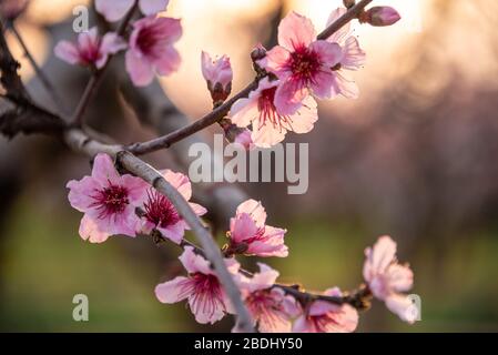 Schöne Pfirsichblüten bei Sonnenuntergang auf einem Obstgarten im Peach County, Georgia. (USA) Stockfoto