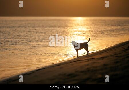 Porträt eines goldenen Labradors, der am Rand des Meeres an einem Strand steht. Stockfoto