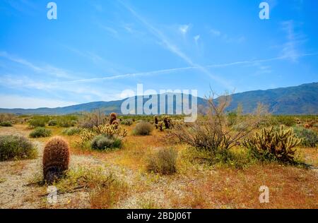 Faßkaktus und Chollis im Anza-Borrego Desert State Park, Kalifornien. Stockfoto