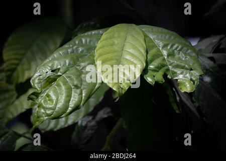 Blätter, die an der Ayahuasca-Rebe wachsen, die traditionell in Südamerika als halluzinogene Hilfe für spirituelle oder schamanistische Praktiken verwendet wird Stockfoto