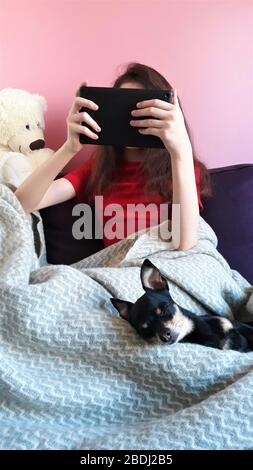 Mädchen auf dem Sofa mit grauen Decke neben Hund von Spielzeug Terrier Rasse bedeckt ist Tablet in ihren Händen halten.das Konzept des Fernlernens, online Stockfoto