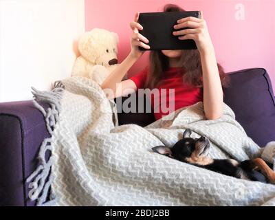 Mädchen auf dem Sofa mit grauen Decke neben Hund von Spielzeug Terrier Rasse bedeckt ist Tablet in ihren Händen halten.das Konzept des Fernlernens, online Stockfoto