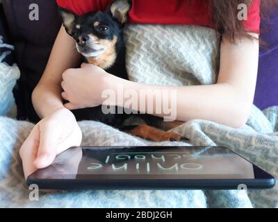 Mädchen auf dem Sofa mit grauen Decke neben Hund von Spielzeug Terrier Rasse bedeckt ist Tablet in ihren Händen halten.das Konzept des Fernlernens, online Stockfoto