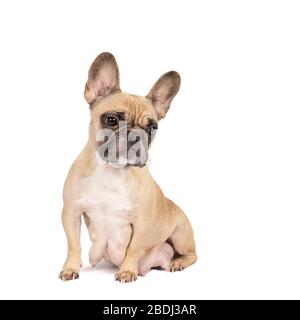Eine Studio-Aufnahme einer adligen beigefarbenen weiblichen französischen Bulldogge, die auf isoliertem weißem Hintergrund sitzt und die Kamera mit Platz für Kopien betrachtet Stockfoto