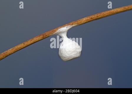 Eiersack aus luftiger Lampenspinne in glockenförmigem Belag aus Seide, der am Stamm von Soft Rush gegen den blauen Himmel befestigt ist Stockfoto