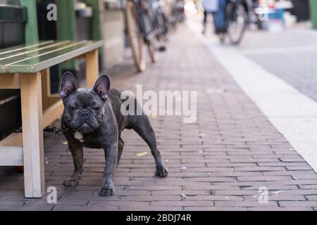 Allein grauer französischer Bulldog wartet geduldig auf seinen Besitzerboss vor einem Geschäft in einer Straße mit Kopierraum Stockfoto
