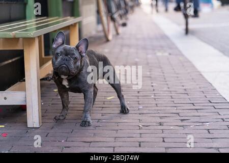 Allein grauer französischer Bulldog wartet geduldig auf seinen Besitzerboss vor einem Geschäft in einer Straße mit Kopierraum Stockfoto