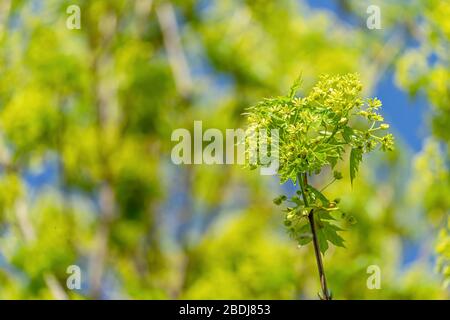 Ahorn blüht im Frühjahr. Stockfoto