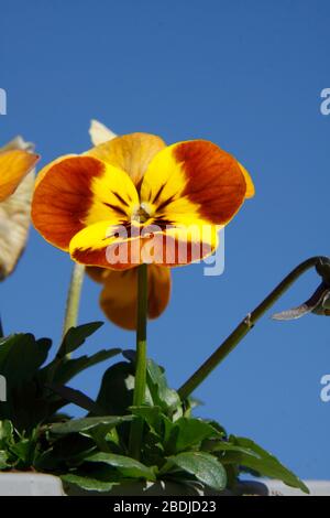 Pansy Blumen (Viola tricolor var. hortensis) Honigbiene Stockfoto