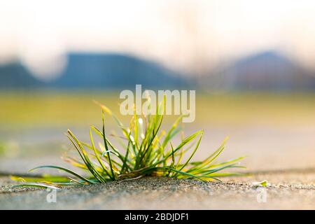 Nahaufnahme der unkraugrünen Pflanze, die zwischen Betonpflastersteinen im Sommerhof wächst. Stockfoto