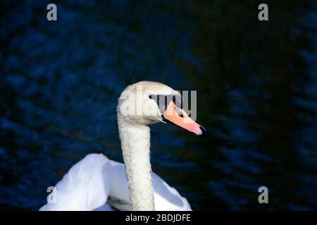 Höckerschwan Porträt Stockfoto