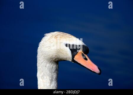 Höckerschwan Porträt Stockfoto