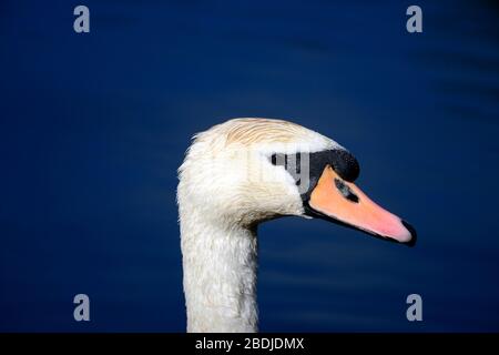 Höckerschwan Porträt Stockfoto