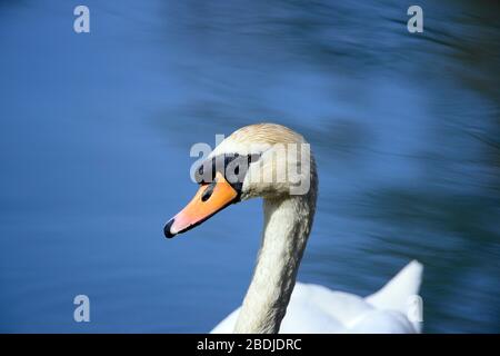 Höckerschwan Porträt Stockfoto