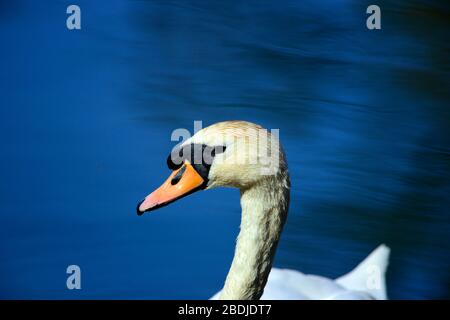 Höckerschwan Porträt Stockfoto