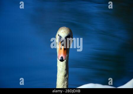 Höckerschwan Porträt Stockfoto