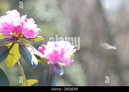 Verschwommene Biene fliegt über Blumen Stockfoto