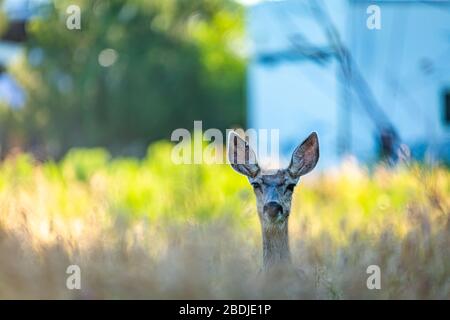 Ein Maultierhirsch wird auf potenzielle Gefahren aufmerksam, wenn er außerhalb von Denver, Colorado, grasen wird. Stockfoto