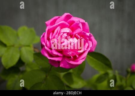 Nahansicht einer schönen rosafarbenen Rose Stockfoto