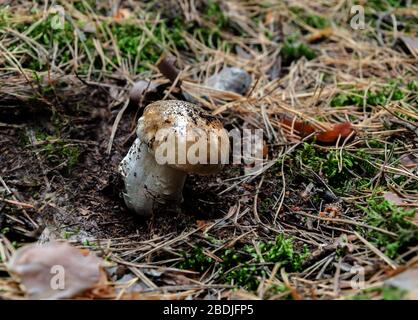 Pilz weiß essbar mit Hut und Bein wächst in den Wäldern an einem warmen Tag, Nahaufnahme Stockfoto