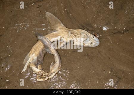 Am Strand aufgespülte Hundefische, Squalus acanthias ist der wissenschaftliche Name, aber auch bekannt als Huss und Felslachs in England. Stockfoto