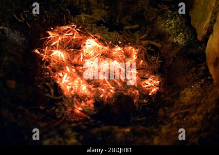 Ein aussterbendes Feuer in einer Grube am Boden. Brennende Holzbohlen, trockene Blätter und Gras im Landhaus. Rote Flamme der Kohlen. Stockfoto