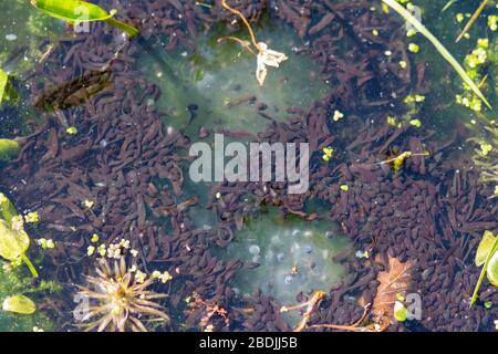 Froschtpfosten brüteten vor kurzem im Gartenteich und fraßen die Überreste des Frogspawngelees - Großbritannien Stockfoto