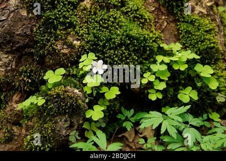 Waldsauerklee (Blüte) Buschwindröschen und Moos Stockfoto