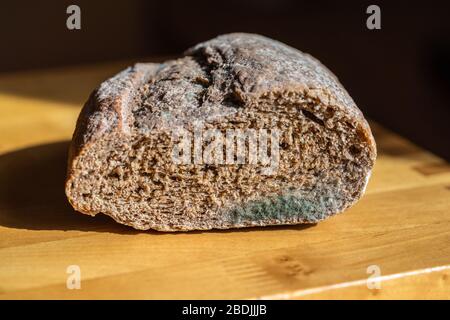 Penicillium sp. Schimmel auf Brot Stockfoto