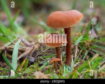 Laccaria laccata, allgemein bekannt als der Täubling, oder wachsartige Laccaria Stockfoto
