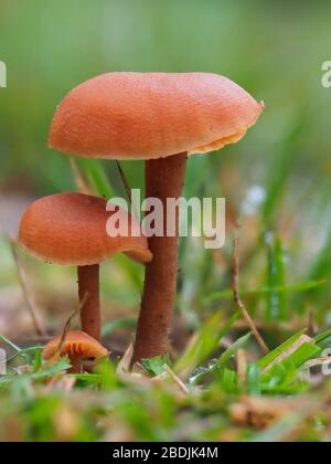 Laccaria laccata, allgemein bekannt als der Täubling, oder wachsartige Laccaria Stockfoto