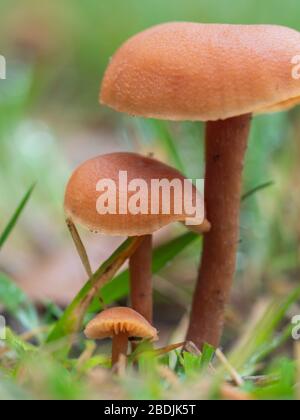 Laccaria laccata, allgemein bekannt als der Täubling, oder wachsartige Laccaria Stockfoto