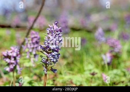 Erste Frühlingsblumen in einem Wald. Fumewort, Corydalis solida blüht im april Stockfoto