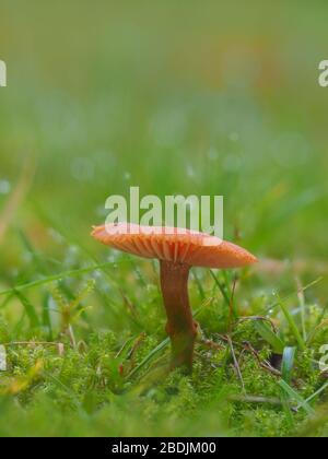 Laccaria laccata, allgemein bekannt als der Täubling, oder wachsartige Laccaria Stockfoto