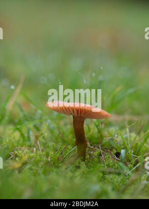 Laccaria laccata, allgemein bekannt als der Täubling, oder wachsartige Laccaria Stockfoto