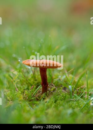 Laccaria laccata, allgemein bekannt als der Täubling, oder wachsartige Laccaria Stockfoto
