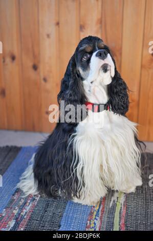 Ein süßer amerikanischer Cocker Spaniel für Erwachsene mit purebroter Trikolore sitzt auf einer Mat im Zimmer. Ein schwarz-weißer Hund mit braunen Augenbrauen. Natürliches Licht. Stockfoto