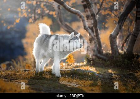 Sibirische Husky im Herbstwald Stockfoto