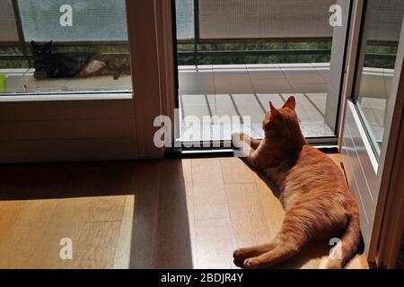 Gatti al Sole sul Balcone Stockfoto