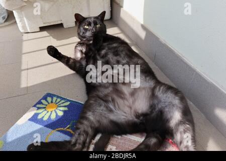 Gatto a Pancia all'aria sul Balcone Stockfoto