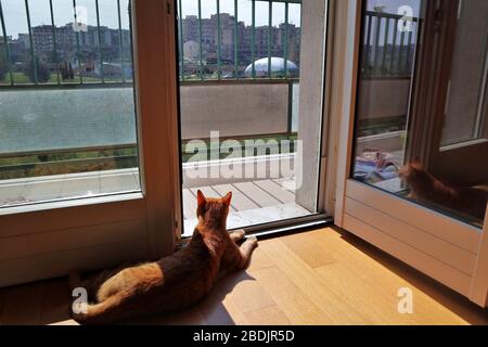 Gatto al Balkon Stockfoto