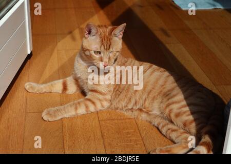 Gatto al Sole sul Parkett Stockfoto