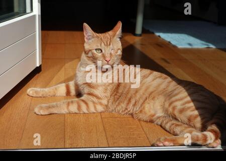 Gatto rosso al Sole Stockfoto