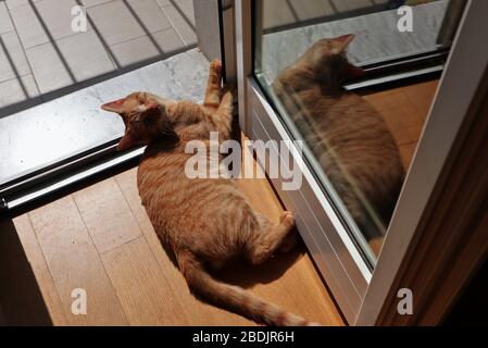 Gatto sul Parkett al Sohle Stockfoto