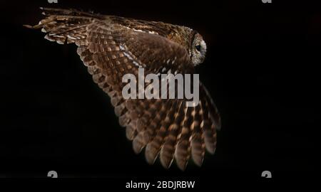 Waldkauz im Flug Stockfoto